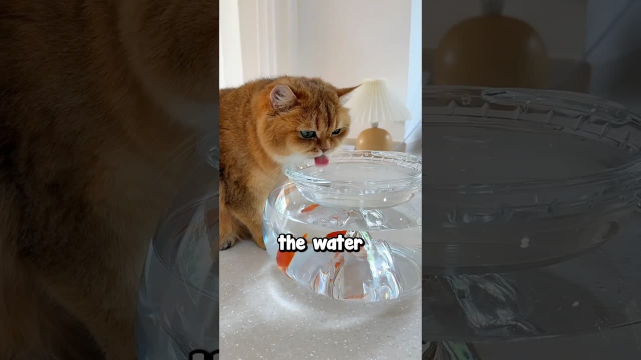 Tricking Cats Into Drinking Water 😂❤️