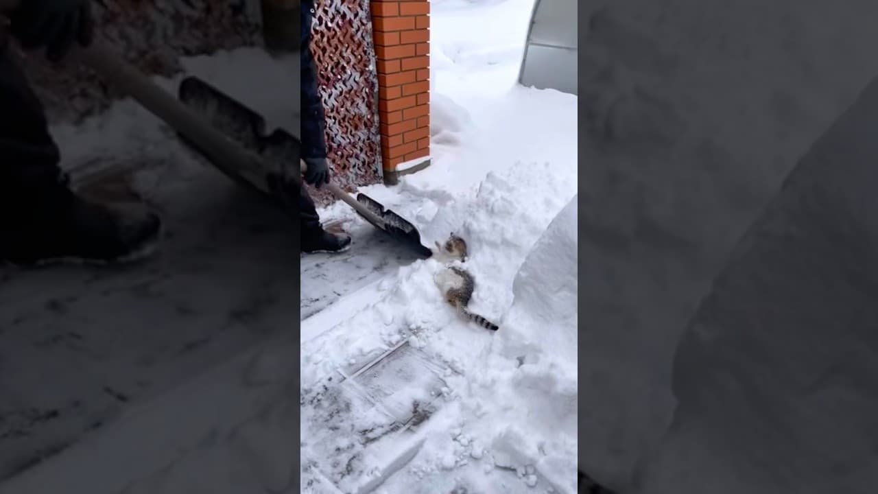 Cat in the snow #cat #cats #catslovers #fyp