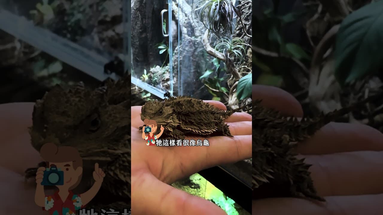 我的遊戲間快變成動物園了