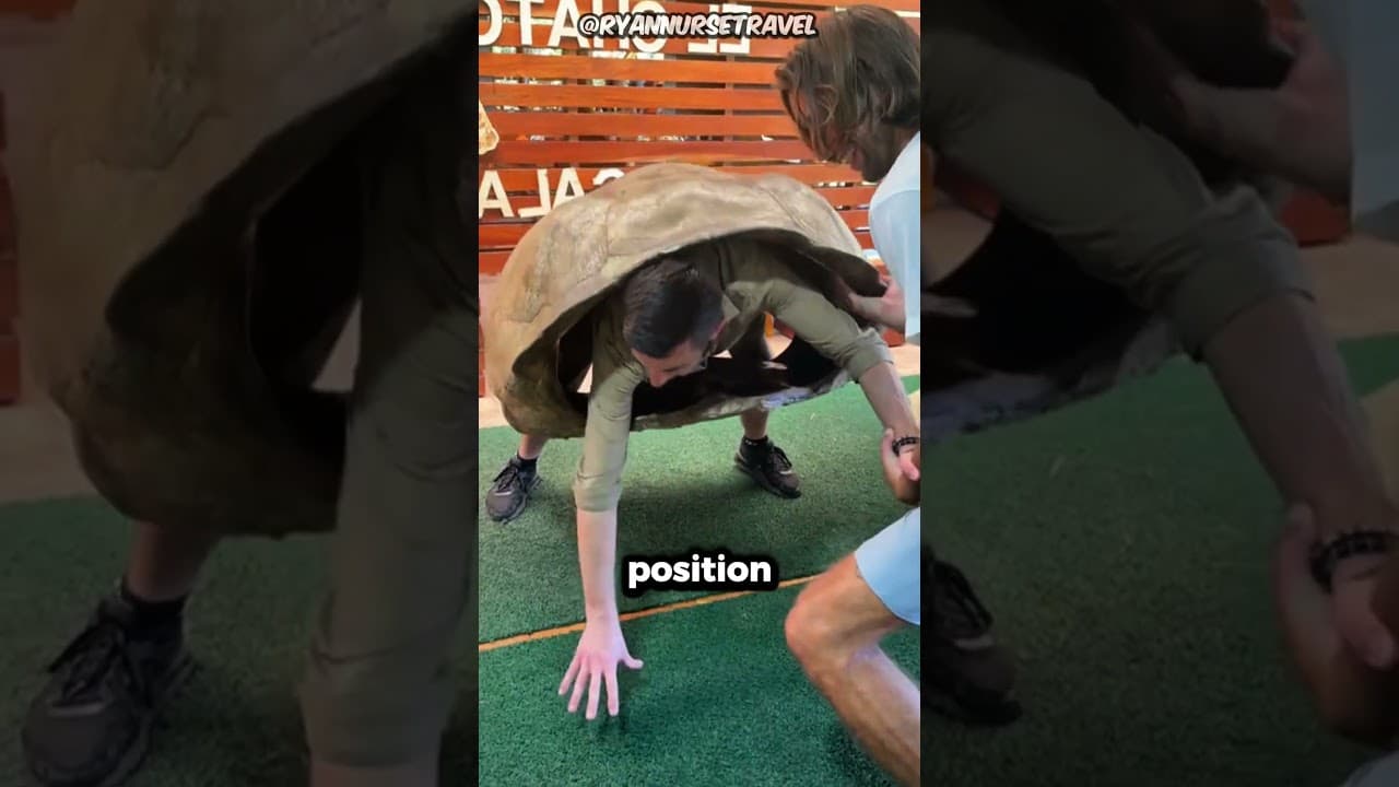 Voici Pourquoi les Tortues Sont si Lentes 😮🐢