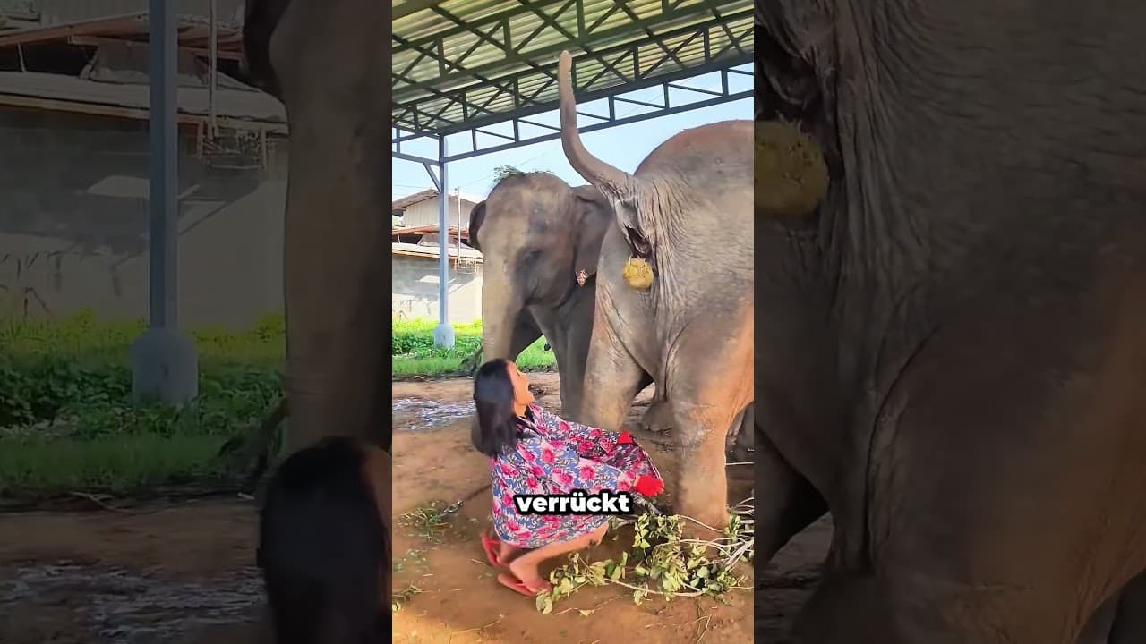 Elefantenmistkaffee ist tatsächlich echt