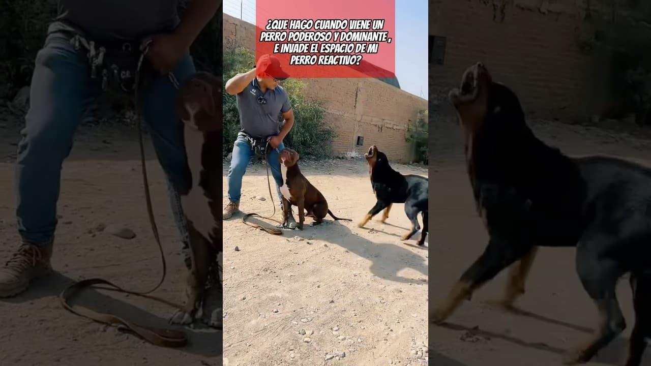 Rottweiler invade espacio de PITBULL reactivo y esto hago yo… #dogtrainingtips #perro #dogshorts