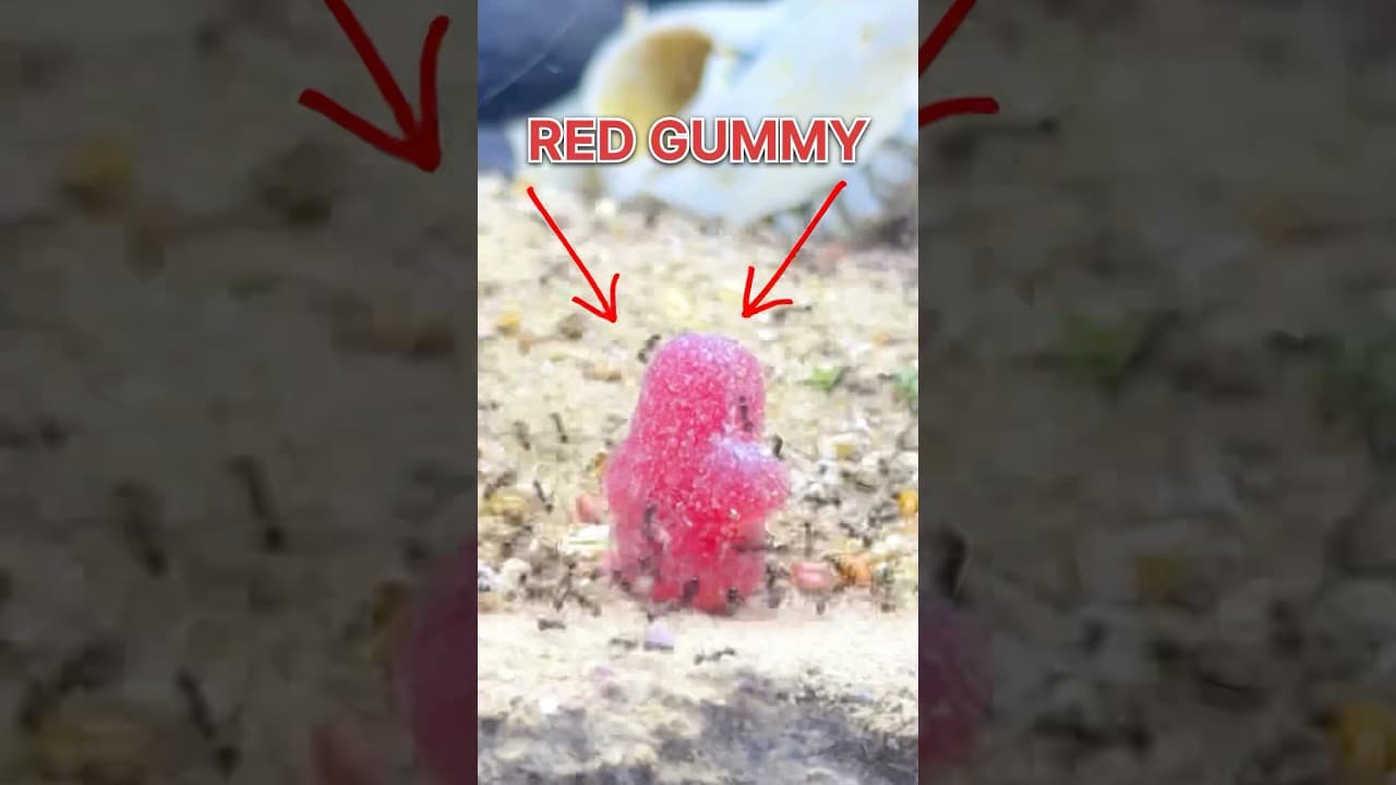 ANTS VS RED GUMMY!!
