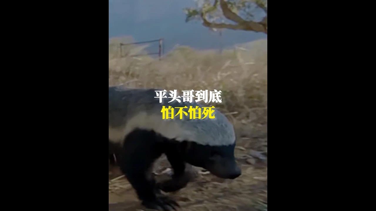 平頭哥蜜獾到底怕不怕死？ #動物世界 #神奇動物