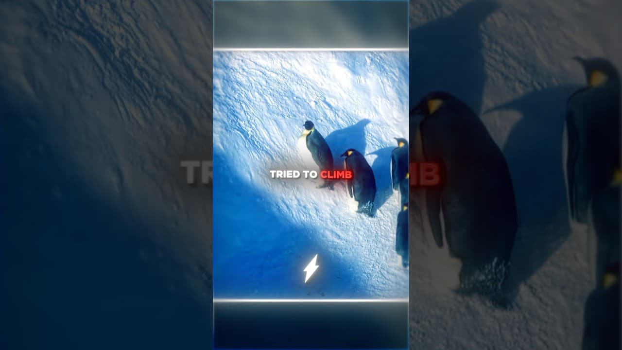 They Couldn't Watch Them Freeze...😢❄️