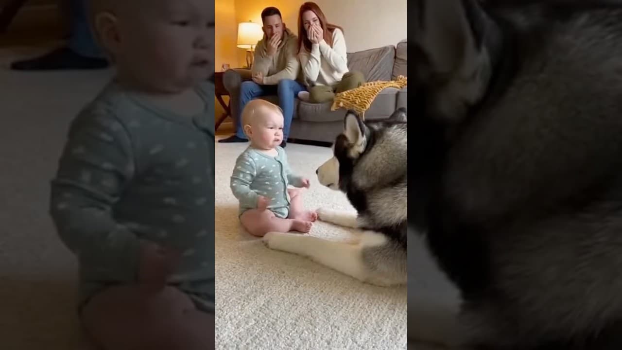 Husky: “What on earth are you even saying?🤣🤣