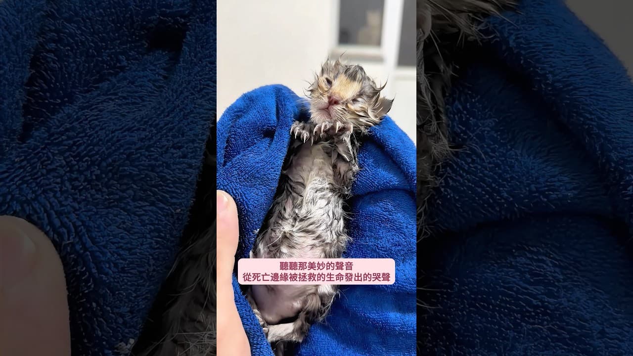 三小時急救搶回小貓的生命 #小貓 #小貓救援 #小貓感人 #小貓日常 #小貓生命