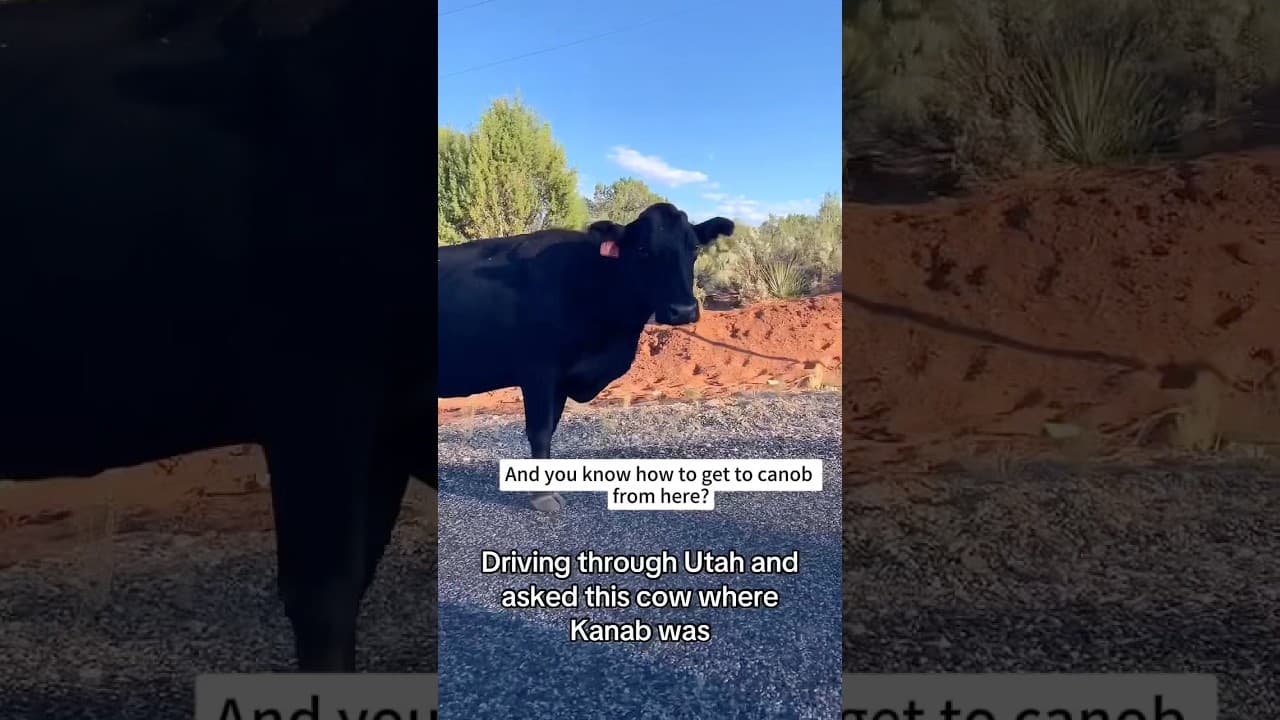 When cows start talking back 🐄😂#TalkingCow #CowTalk #FarmAnimals  #FunnyAnimals #CowLife