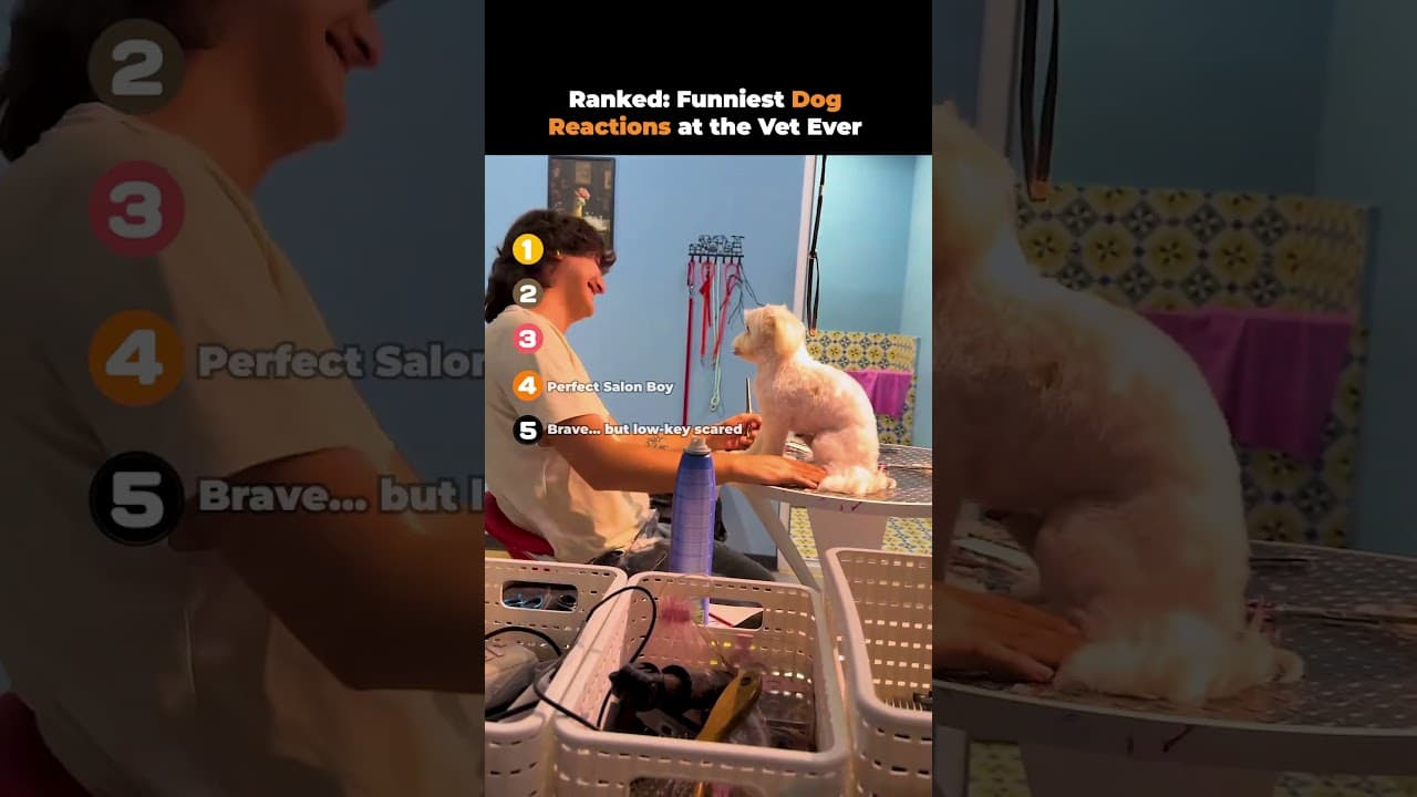 Ranked- Funniest Dog Reactions at the Vet Ever 🤣🐶 | Funniest Reactions 2025