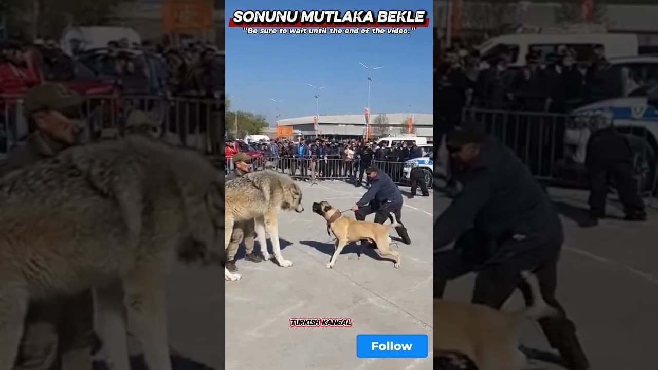 KANGAL VS ORTHER DOGS