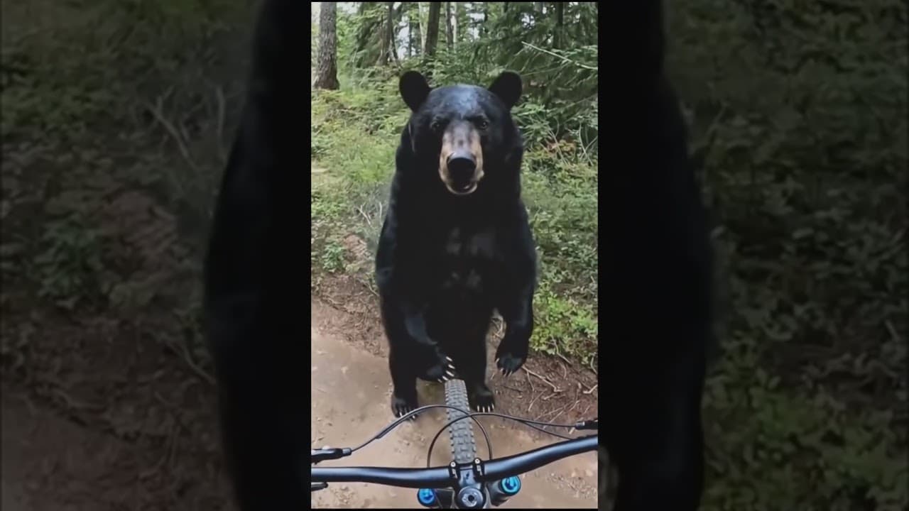 Er trifft auf einen echten BÄR!