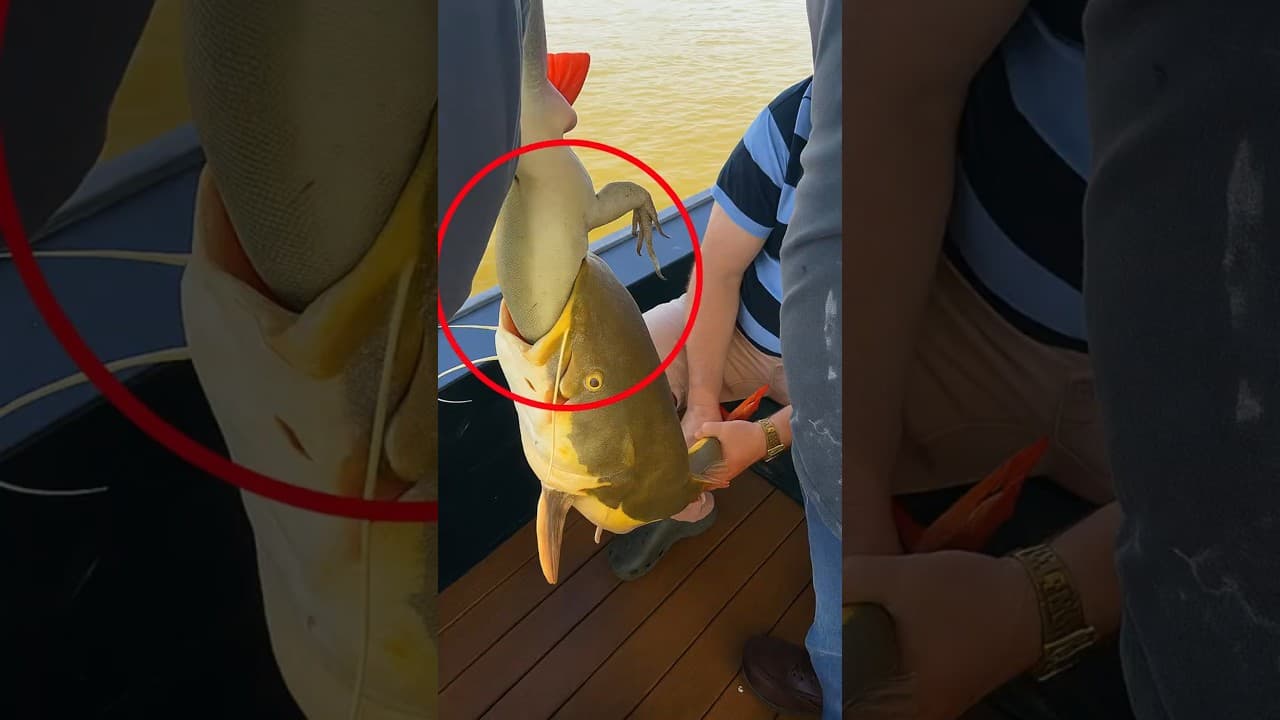 Giant Amazon Catfish Caught With a Whole Lizard Inside!