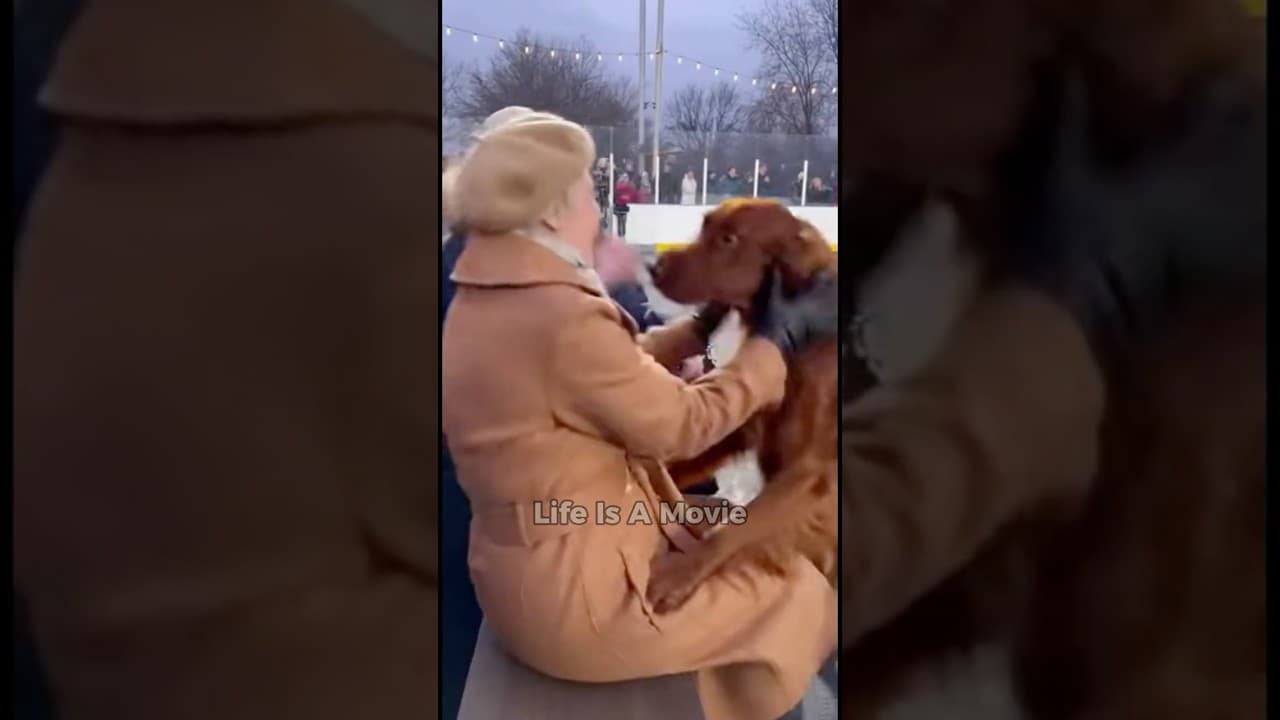 The Arena Where The Dogs Decide | Dogs Choose Their Human - Aidoption event