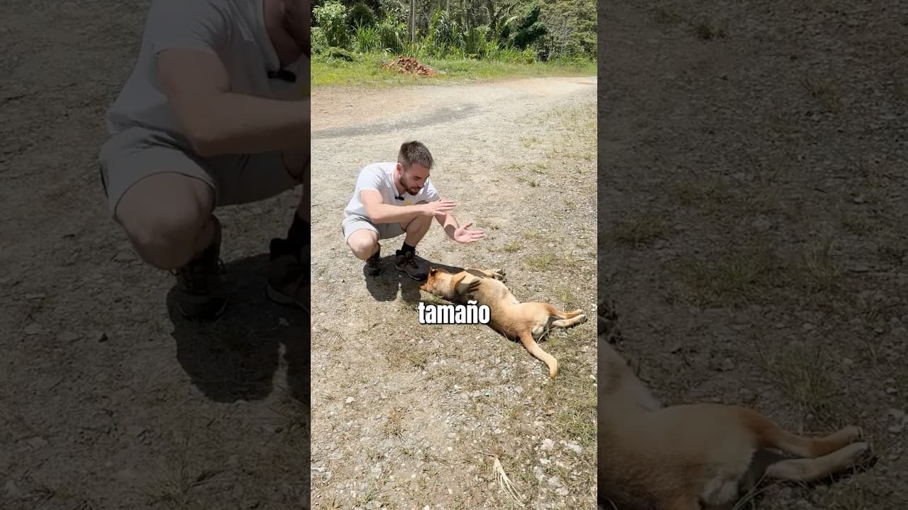 ¿Tú que crees? ¿Por qué todos los perros son así?🐕