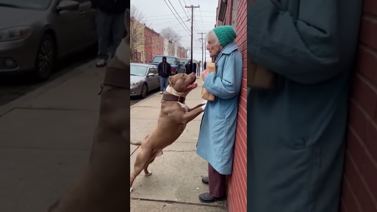 Are Pitbulls Dangerous or Just Misunderstood? 🤔 #Debate #PitbullDiscussion #Shorts