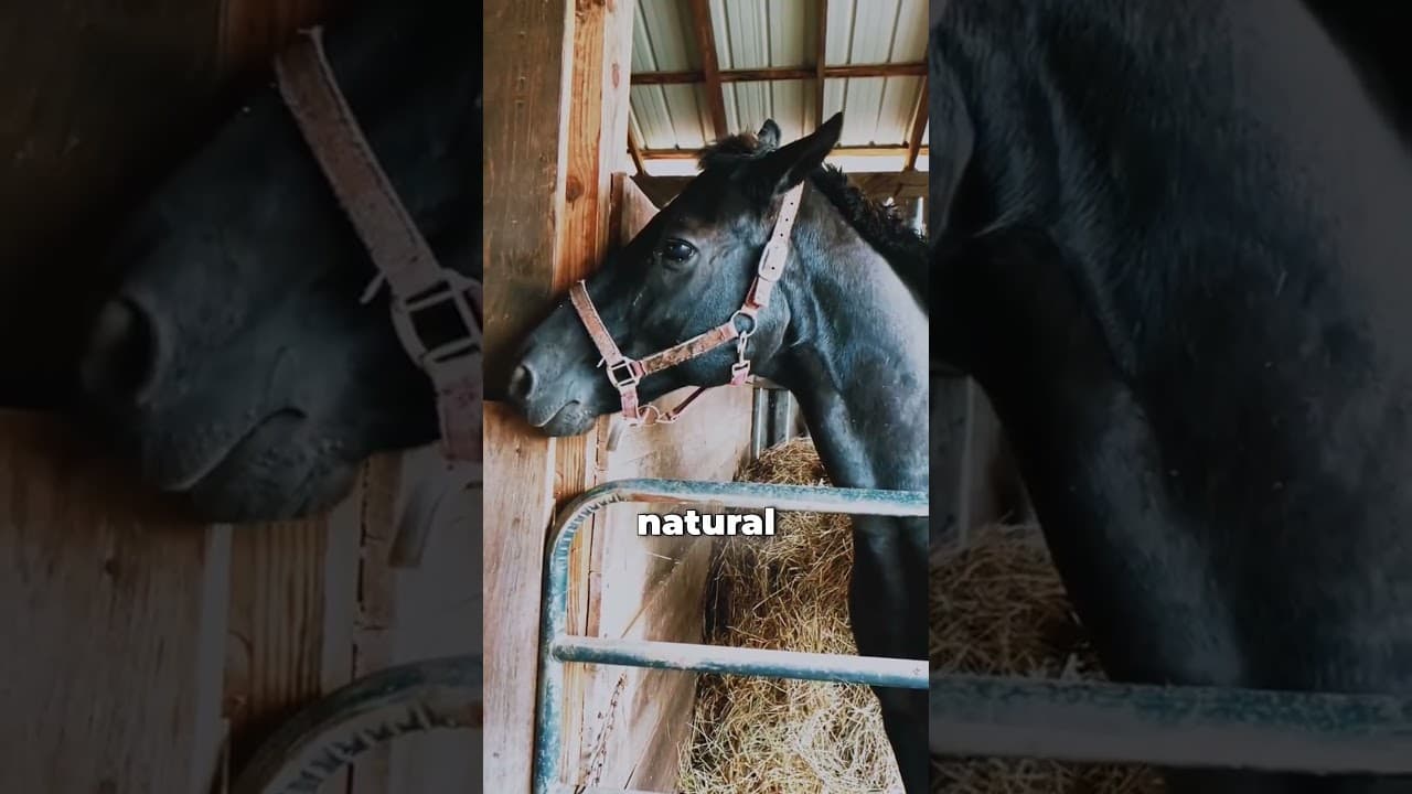 What Happens When Horses Get 'High'?