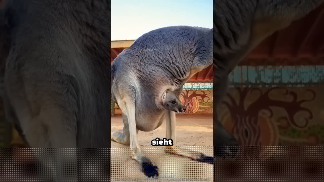 Was passiert, wenn ein Kängurubaby den falschen Beutel findet?