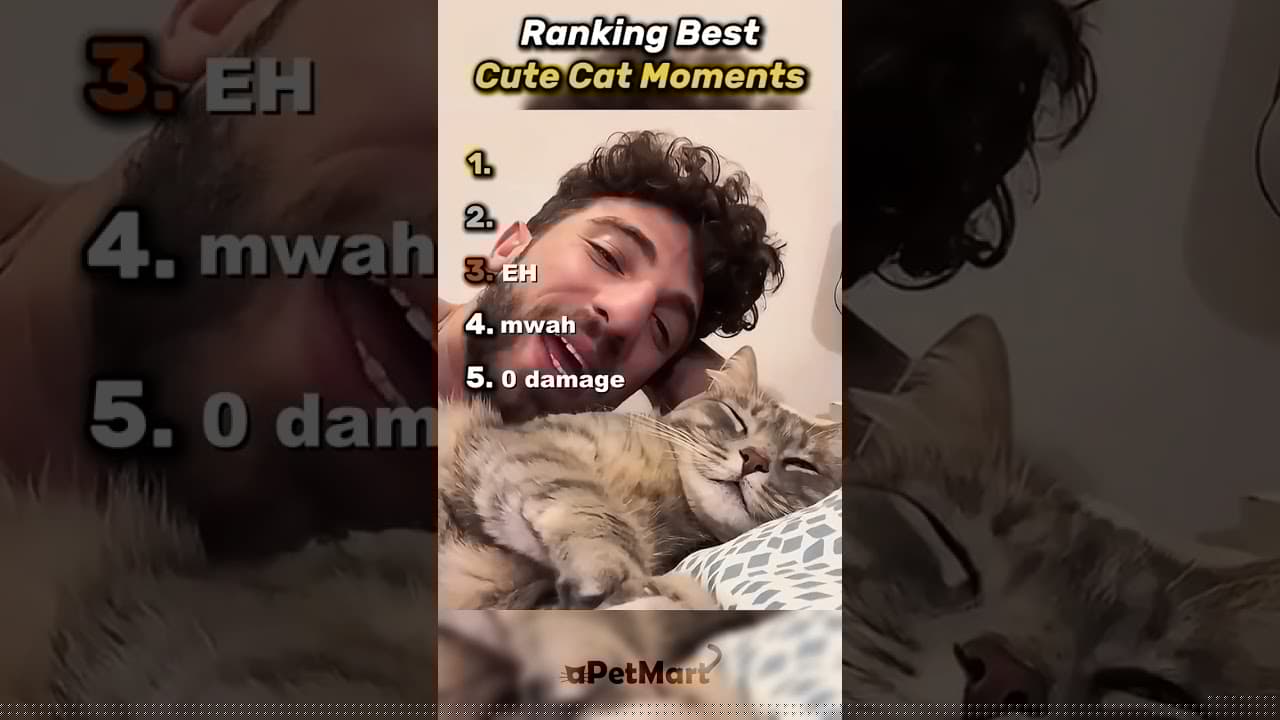 Top 5 Cats💀 #cats #cat #funnyanimals #animals #funnypets #catcore #catsofinstagram #fyp #pets #cute