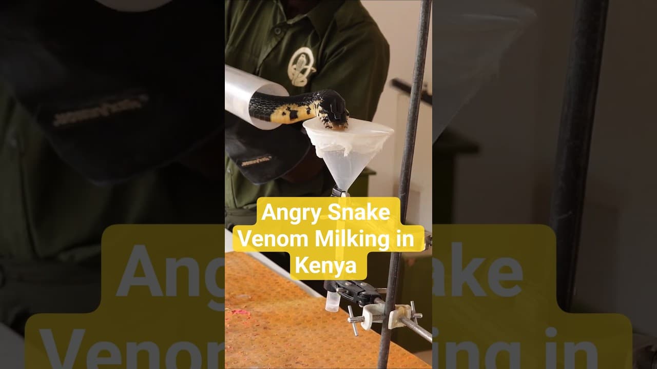 Angry Cobra Venom Milking Up Close Pt. 2 #snake