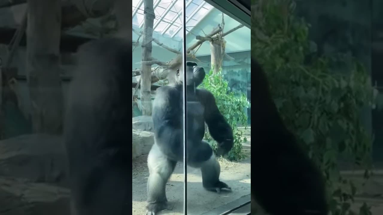 Zoo Gorilla Loses His Mind When Bigfoot Appears at Glass Wall
