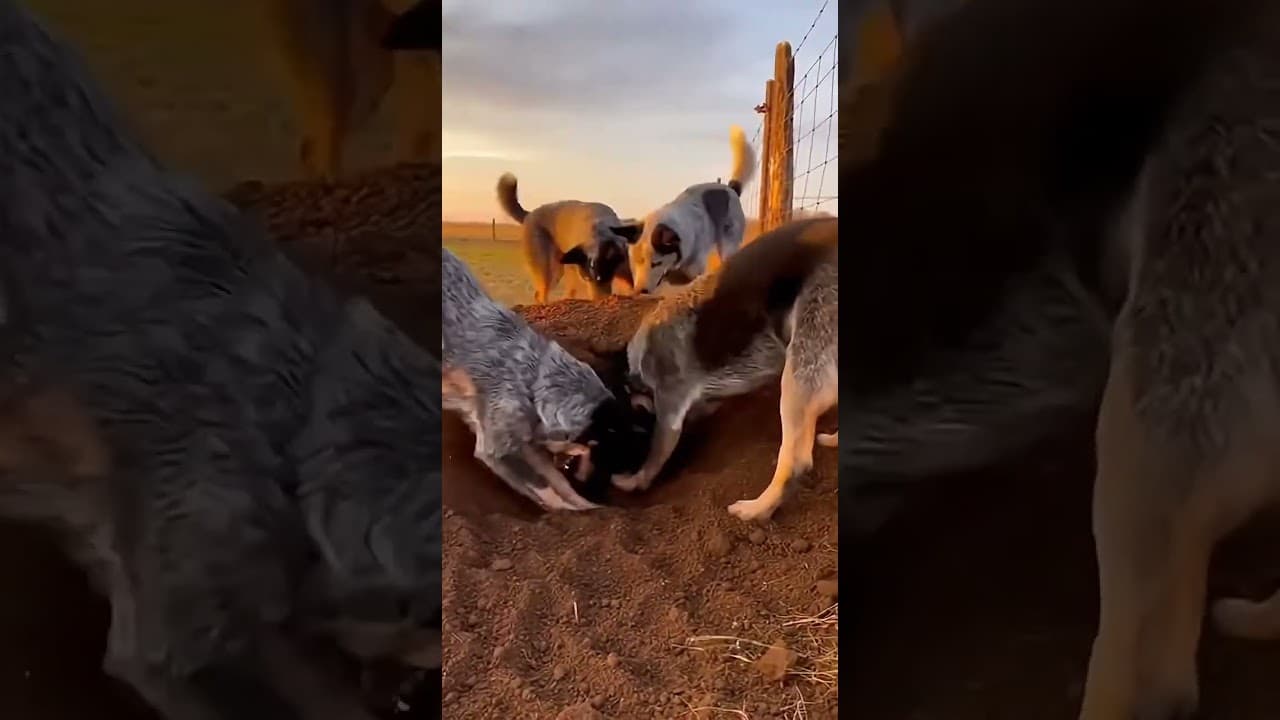 🐶💖Dogs Dug Into the Ground — And Found a Stolen Kitten🐱 #animals #wildliferescue #lovestory #rescue