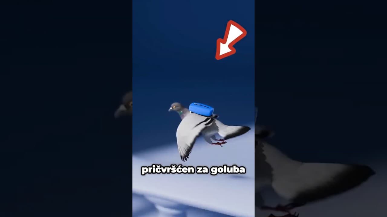 Uhapsili Su Goluba Dilera Droge 🕊️ #shorts #zanimljiveprice #animacije