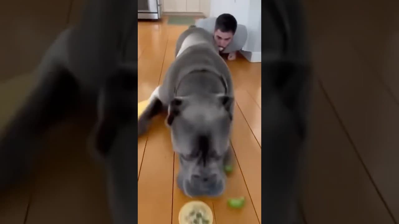 Dog or VACUUM CLEANER? 💨🐶