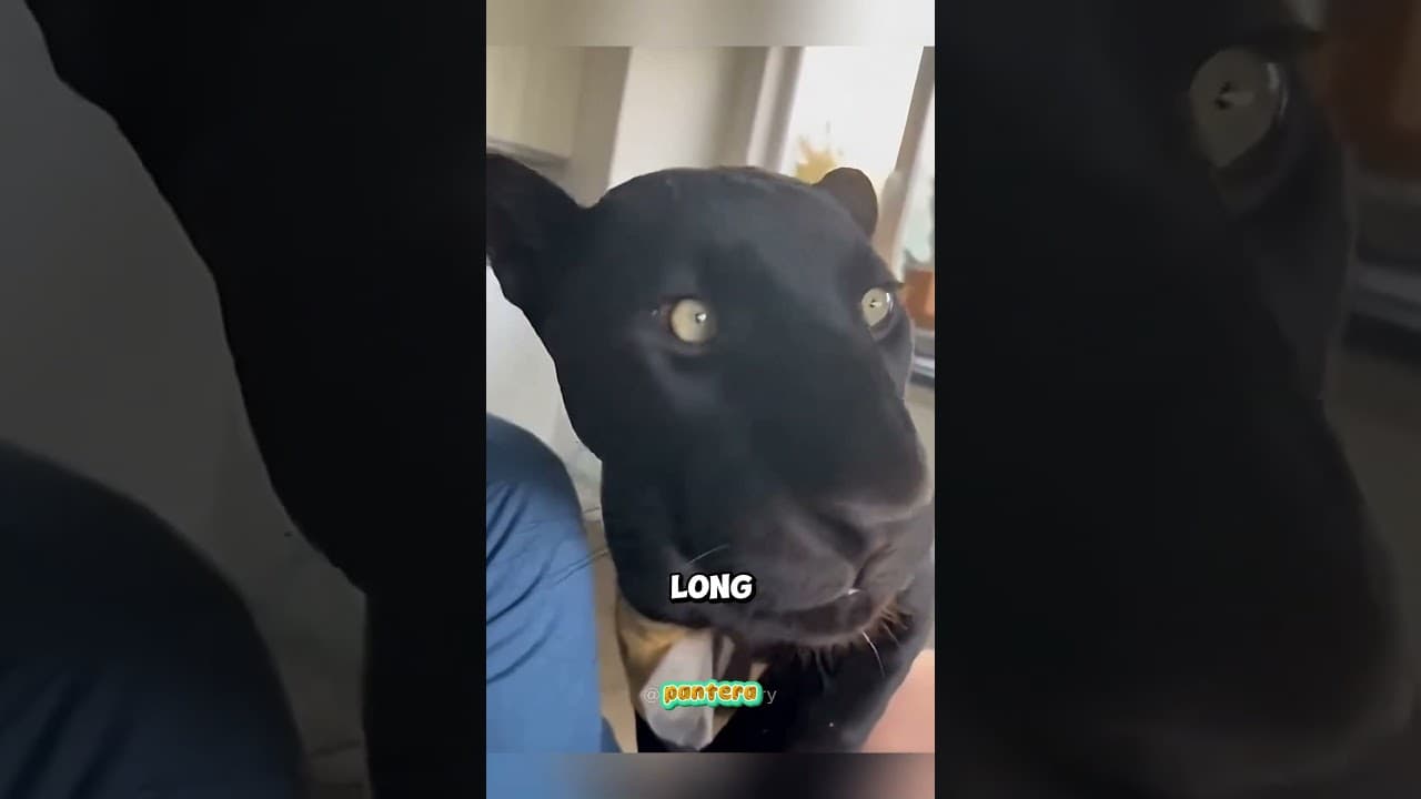 Salvó a una Pantera Negra… y Ella Regresó Para Salvarle la Vida 🐆❤️ #shortsfeed #animals #trending