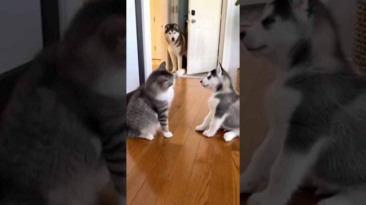 아기 강아지 때리다 딱 걸린 고양이 레전드 참교육 모음 1탄 😱 | Cat Bullies Puppy & Gets Karma – Animal Compilation #1