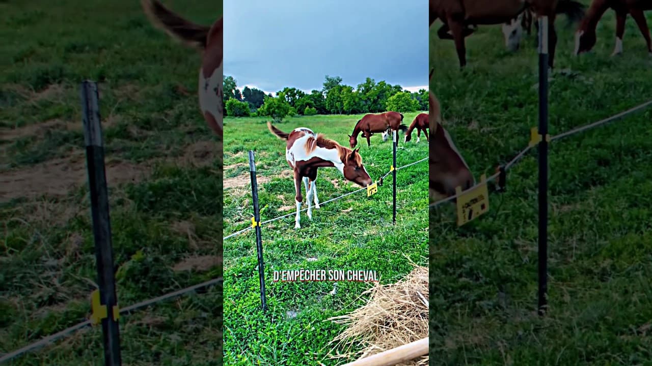 Cette fille est une génie