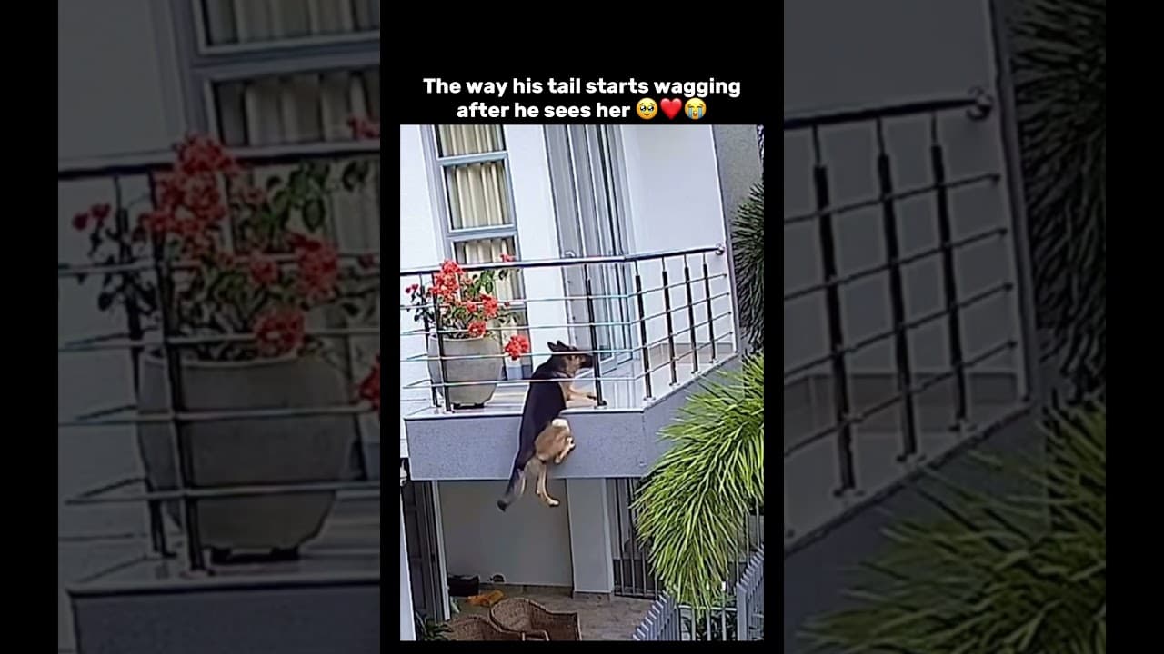 this video is so cute #cute #dog #dogshorts #dogs #subscribe #meme #memes #funny #capcut #trending