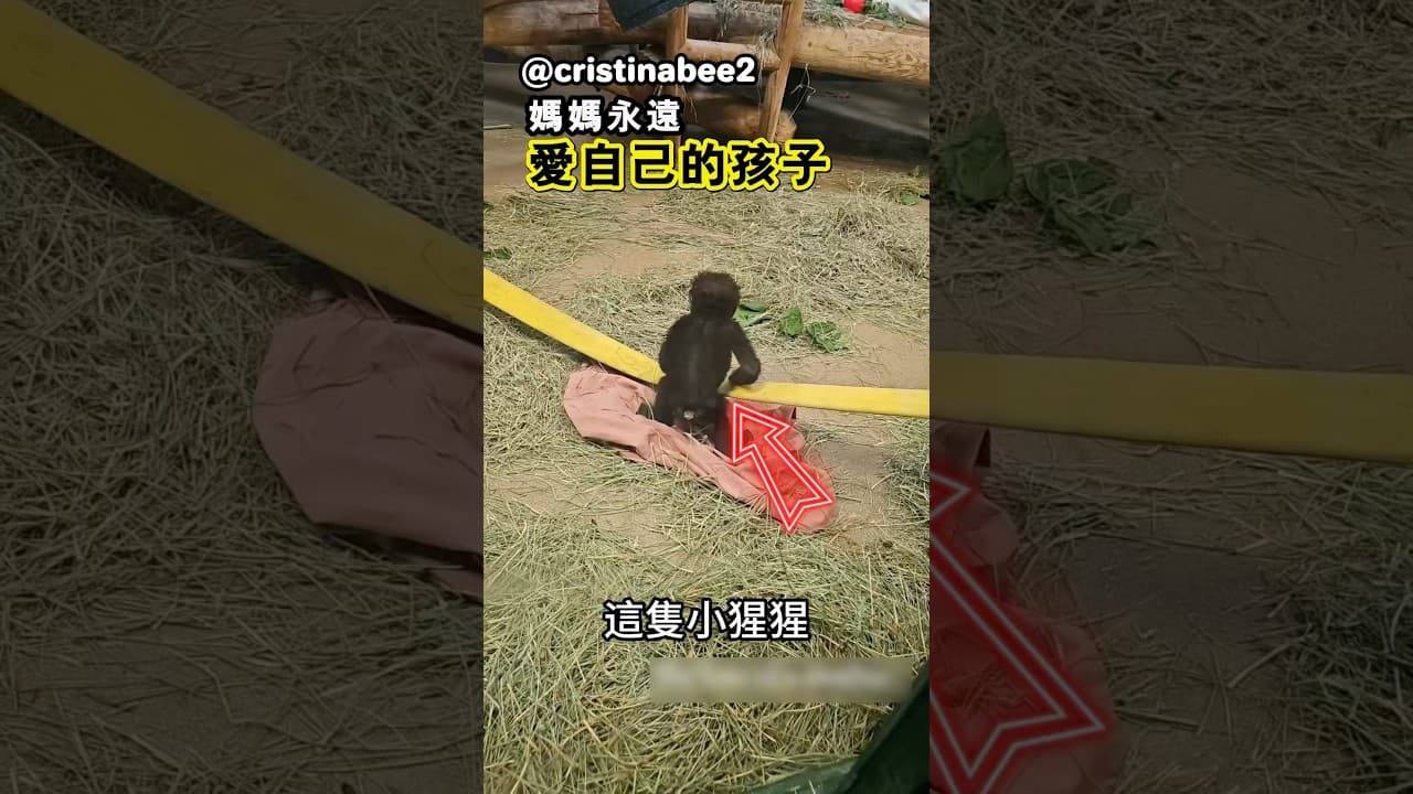 有媽媽的陪伴，牠很幸福。