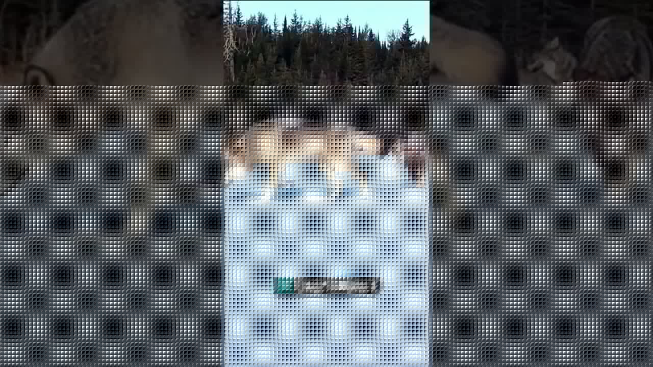 Dieses Wolfsrudel ist genial