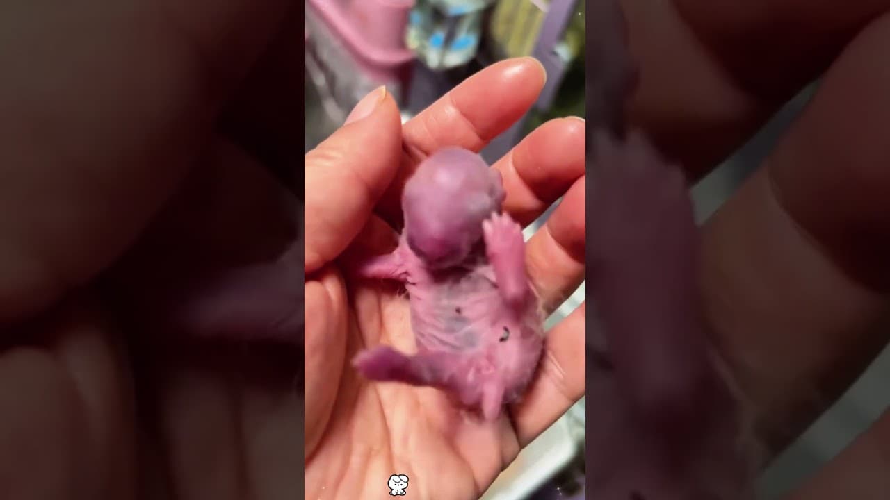 Encontré a Screaming Bean y se convirtió en lacriatura más adorable#animals #animalrescue #animal