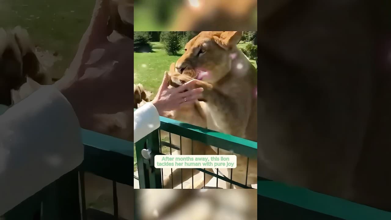 Heartwarming reunions between animals and their favourite humans