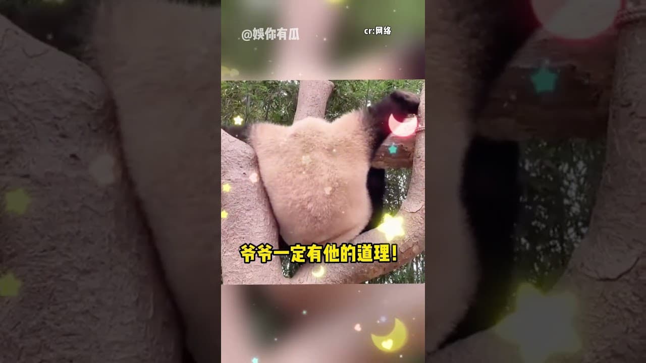 你就说树上没上去，竹子断没断吧 #熊猫  #福宝  #萌二