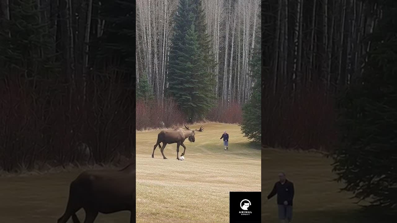 "Messi Moose! 😂 This Moose Has Better Soccer Skills Than You!