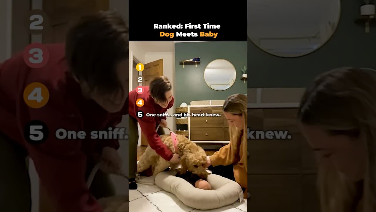 Ranked- First Time Dog Meets Baby