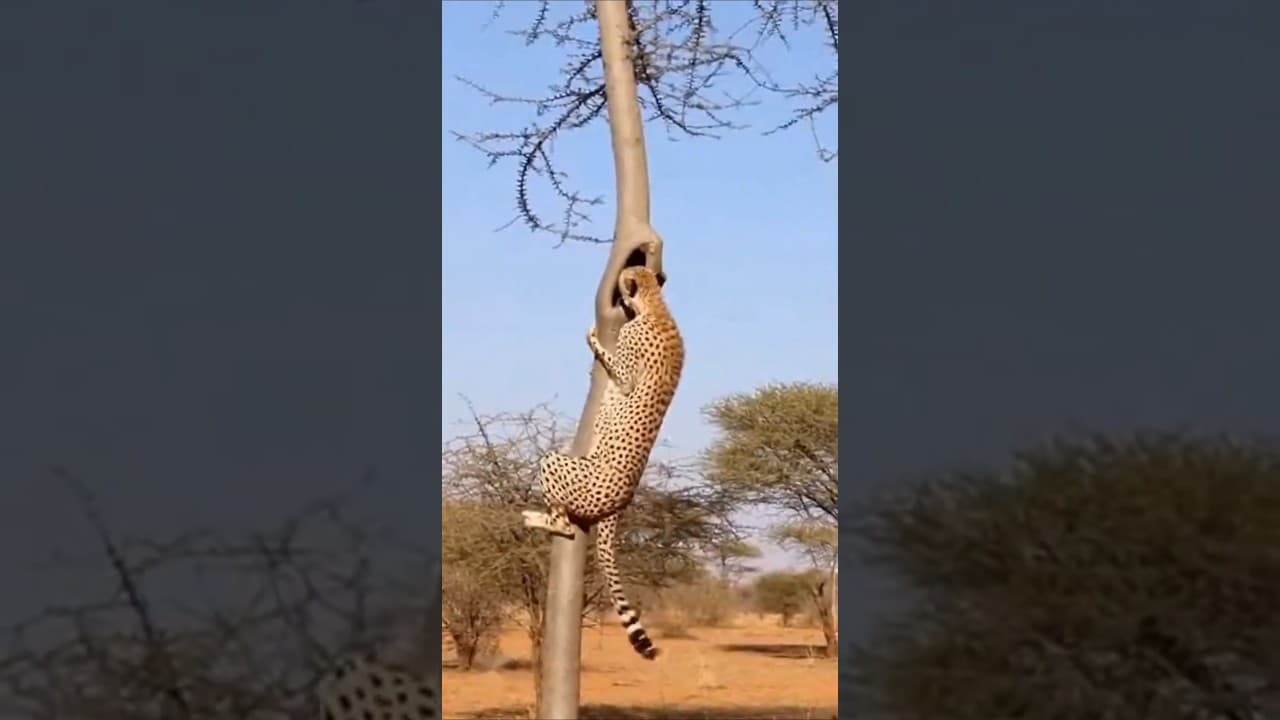 Leopard vs Porcupine: Predator’s Big Painful Lesson! 🐆💥😱 표범 대 호저 😱 #wildlife #viral #animals