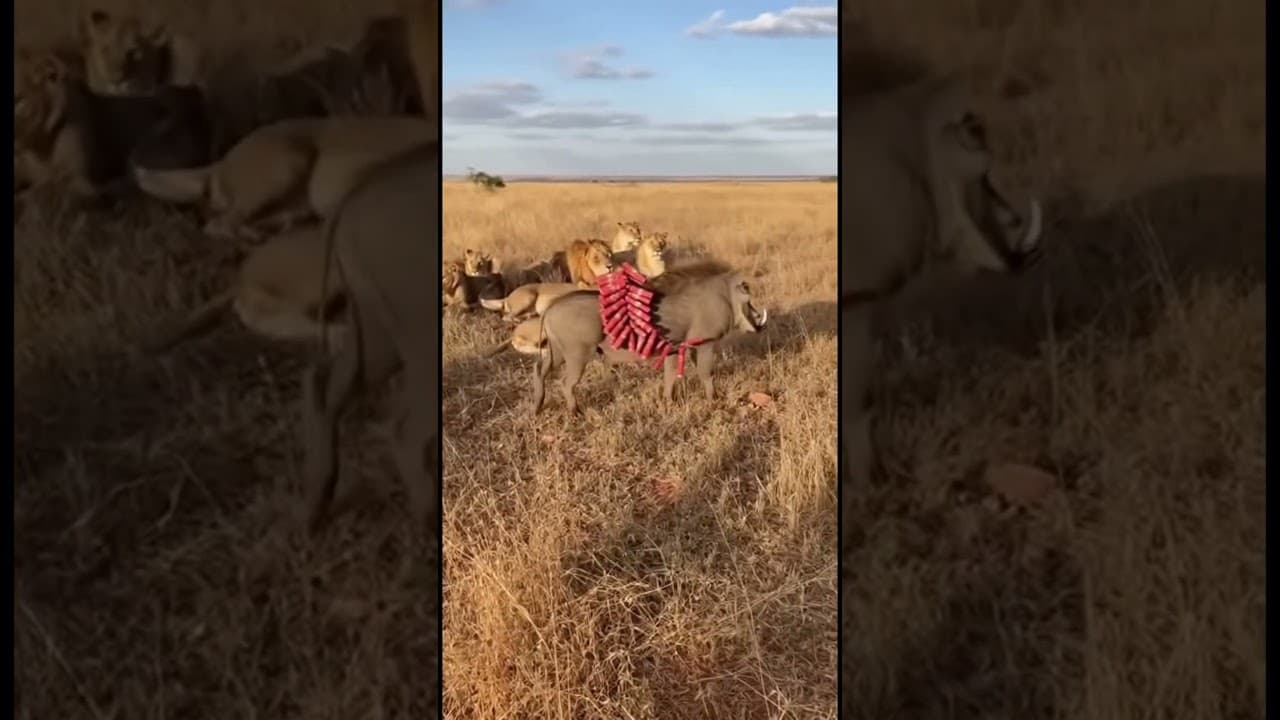 😂 Warthog vs Lion Funny Moments 🦁🐗