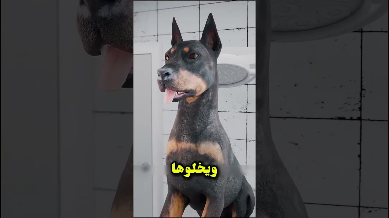 ليه بيقصوا ودان وديل الدوبيرمان؟ 🐕 #Doberman #كلاب #حيوانات