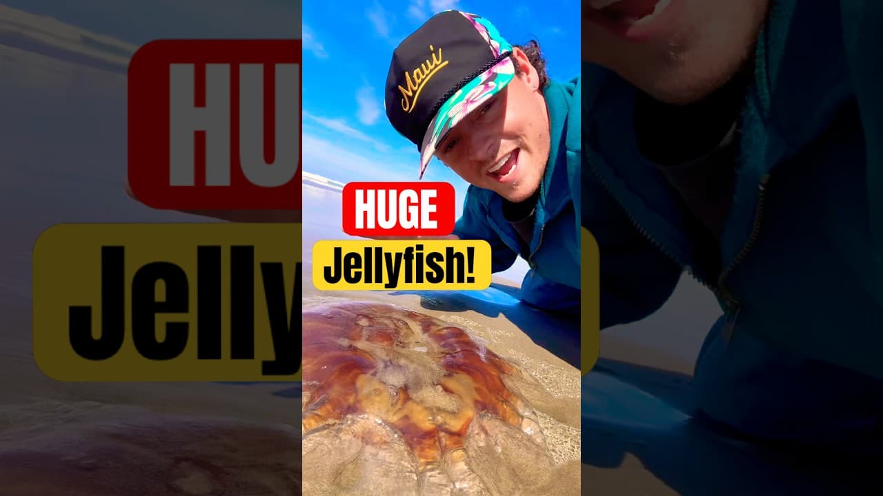 Rescuing HUGE Stinging Jellyfish! 😱 #animals #nature #shorts