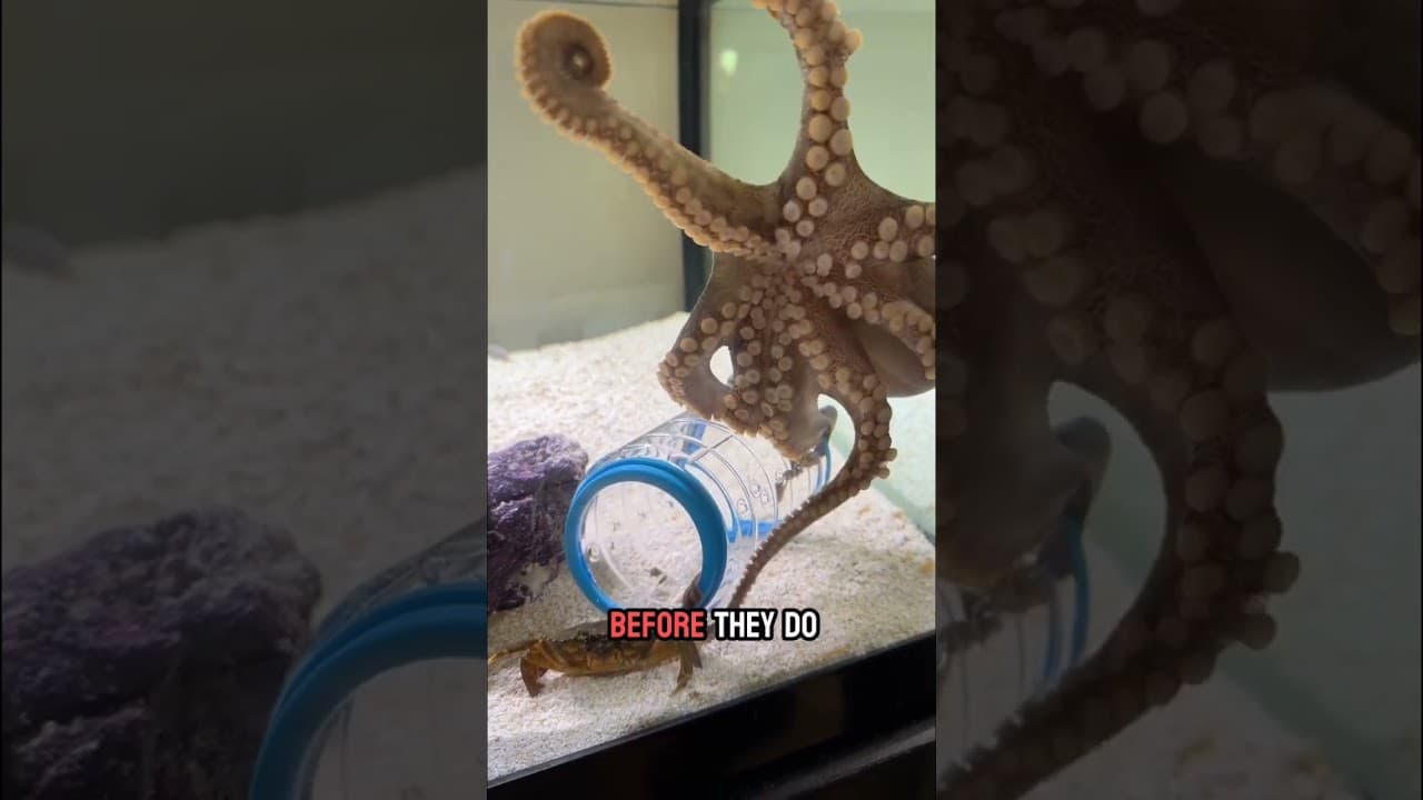 Little Thor the octopus catches 3 crabs!
