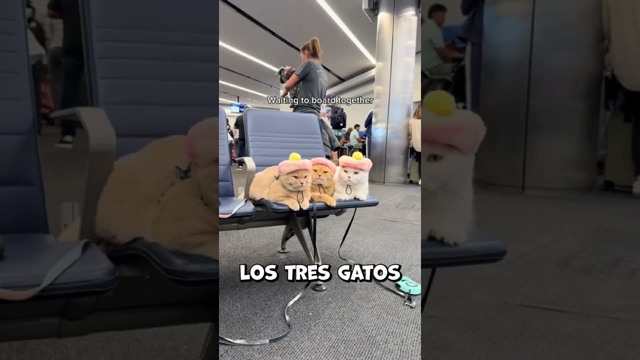 Los gatos más educados sorprendieron a toda la aerolínea #shorts