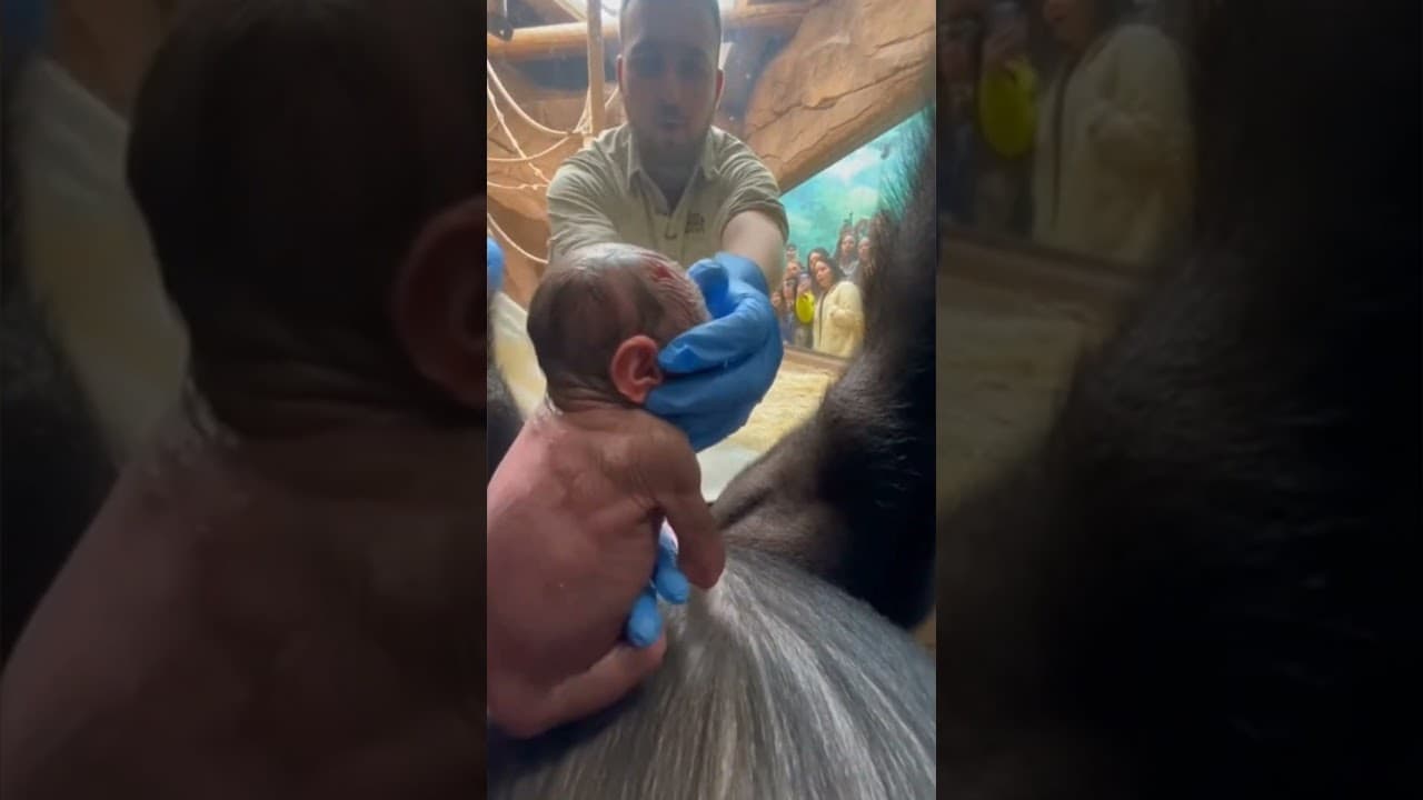 New day shines on a tiny gorilla dreamer