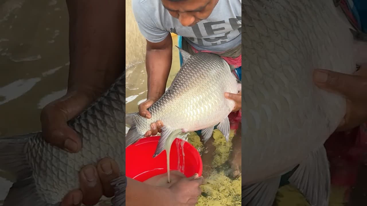 Big Giant Catol Fish Breeding System #shorts #fishfarming #fish