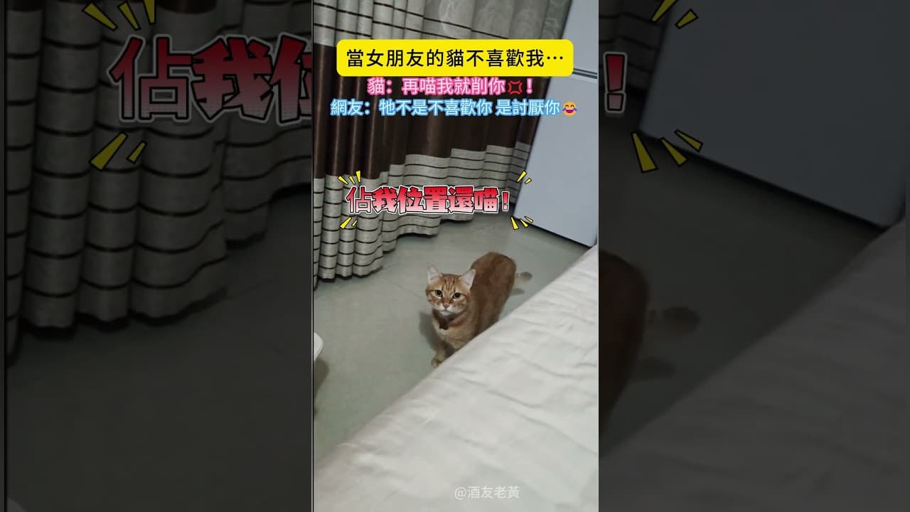 當女朋友的貓不喜歡我💦…貓😼：再喵我就削你💢！網友：牠不是不喜歡你 是討厭你啊😂 #cat #cute #shorts #funnyshorts #cutecat