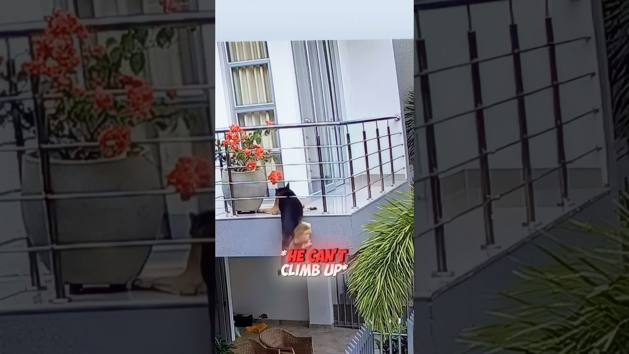 He was just sleeping but then…