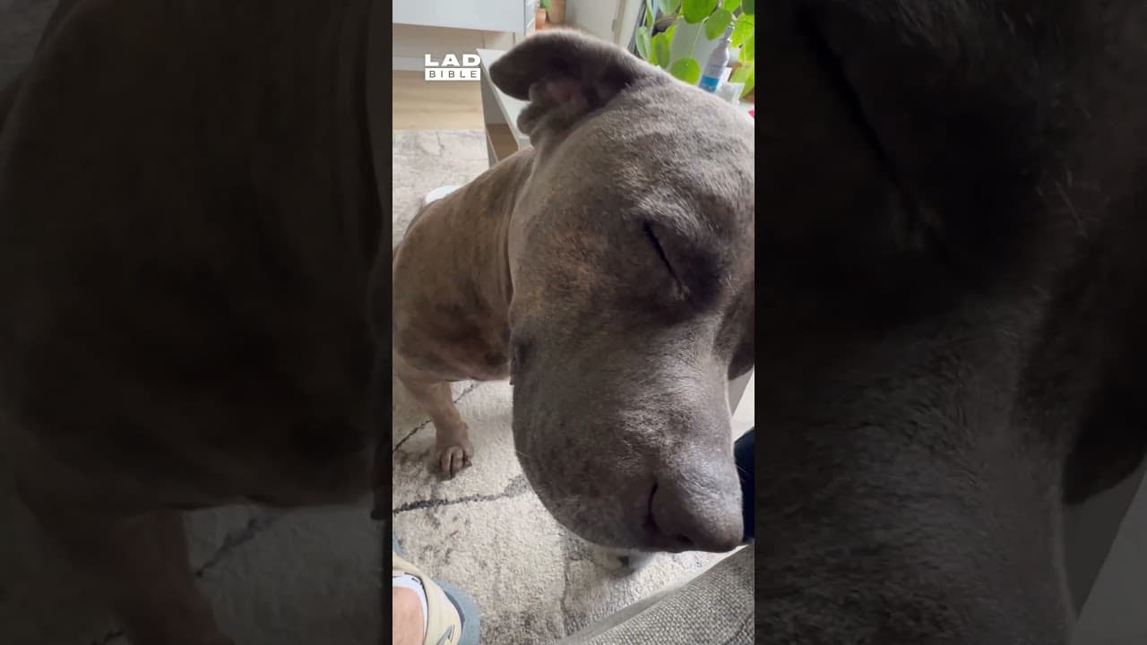 I think my dog liked getting his ears cleaned 😅 (🎥: ViralHog)