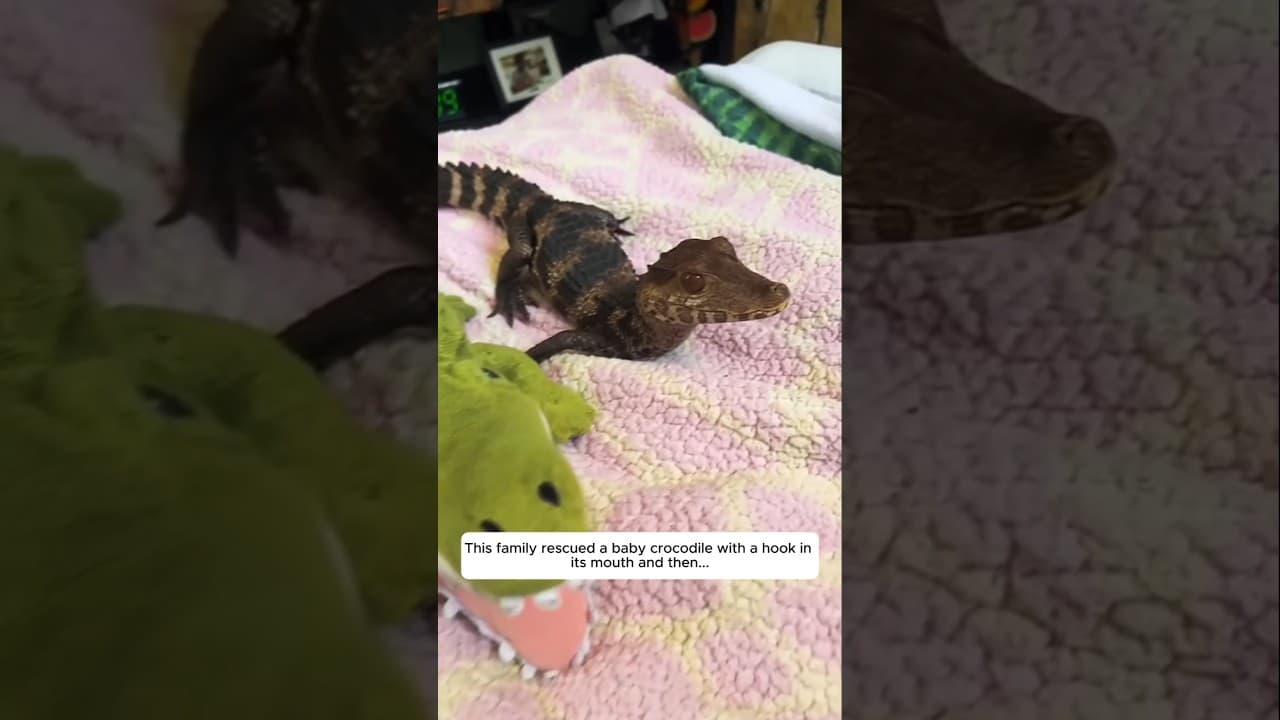 This family rescued a baby crocodile with a hook in its mouth and then...